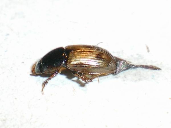 Aphodius ? Nimbus obliteratus